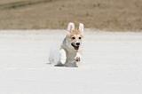 CORGI PEMBROKE 199
